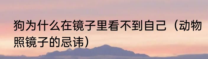狗为什么在镜子里看不到自己（动物照镜子的忌讳）