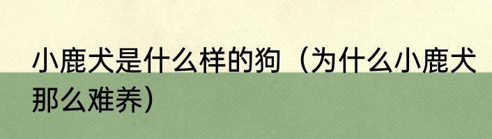 小鹿犬是什么样的狗（为什么小鹿犬那么难养）