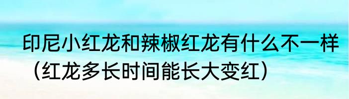 印尼小红龙和辣椒红龙有什么不一样（红龙多长时间能长大变红）