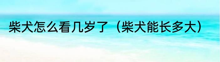 柴犬怎么看几岁了（柴犬能长多大）