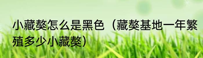 小藏獒怎么是黑色（藏獒基地一年繁殖多少小藏獒）