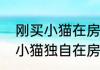 刚买小猫在房间里乱跑是什么意思（小猫独自在房间有无必要留灯）