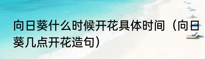 向日葵什么时候开花具体时间（向日葵几点开花造句）