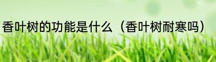 香叶树的功能是什么（香叶树耐寒吗）