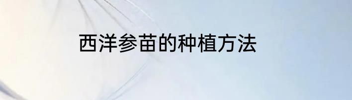 西洋参苗的种植方法