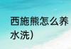 西施熊怎么养（西施熊到底可不可以水洗）