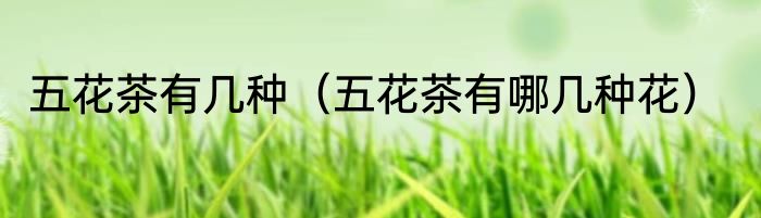 五花茶有几种（五花茶有哪几种花）