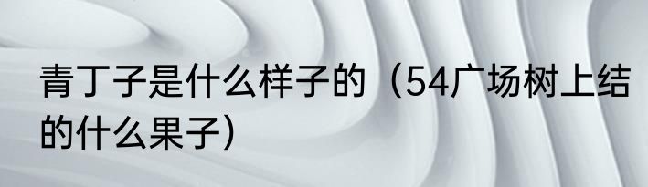 青丁子是什么样子的（54广场树上结的什么果子）