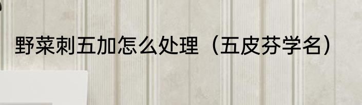 野菜刺五加怎么处理（五皮芬学名）