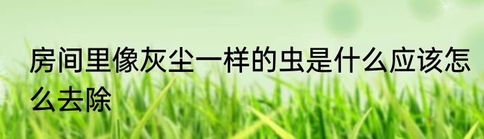 房间里像灰尘一样的虫是什么应该怎么去除