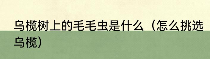 乌榄树上的毛毛虫是什么（怎么挑选乌榄）