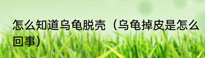 怎么知道乌龟脱壳（乌龟掉皮是怎么回事）