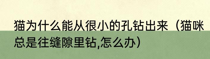 猫为什么能从很小的孔钻出来（猫咪总是往缝隙里钻,怎么办）