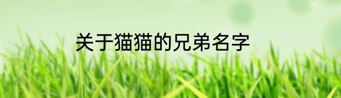 关于猫猫的兄弟名字