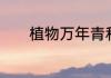 植物万年青和一帆风顺的区别