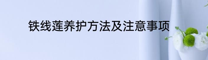 铁线莲养护方法及注意事项