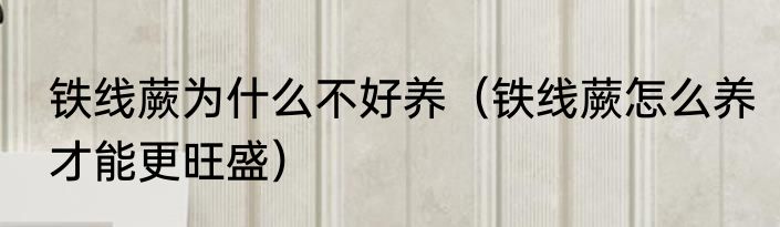 铁线蕨为什么不好养（铁线蕨怎么养才能更旺盛）