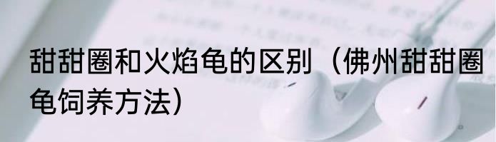 甜甜圈和火焰龟的区别（佛州甜甜圈龟饲养方法）