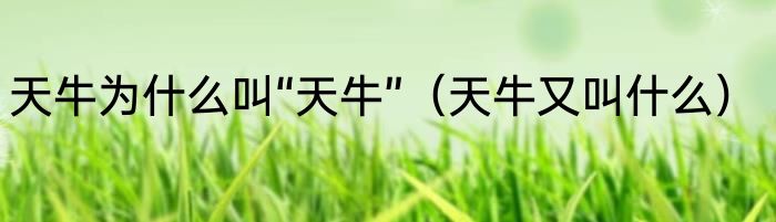 天牛为什么叫“天牛”（天牛又叫什么）