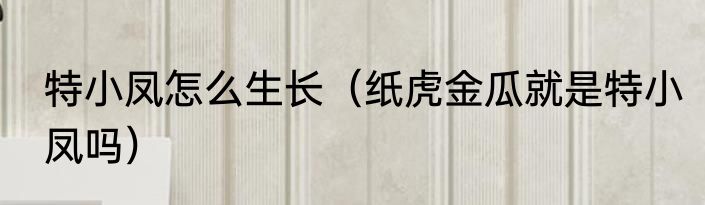 特小凤怎么生长（纸虎金瓜就是特小凤吗）