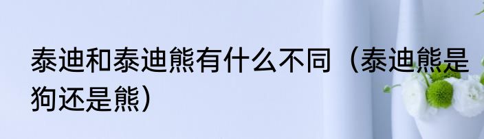 泰迪和泰迪熊有什么不同（泰迪熊是狗还是熊）