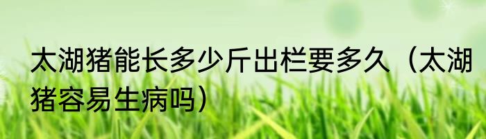 太湖猪能长多少斤出栏要多久（太湖猪容易生病吗）