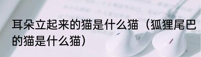 耳朵立起来的猫是什么猫（狐狸尾巴的猫是什么猫）