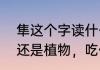 隼这个字读什么（隼读什么，是动物还是植物，吃什么）