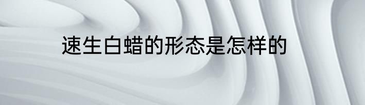 速生白蜡的形态是怎样的