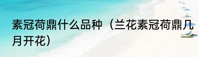 素冠荷鼎什么品种（兰花素冠荷鼎几月开花）