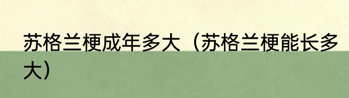 苏格兰梗成年多大（苏格兰梗能长多大）