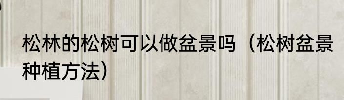 松林的松树可以做盆景吗（松树盆景种植方法）