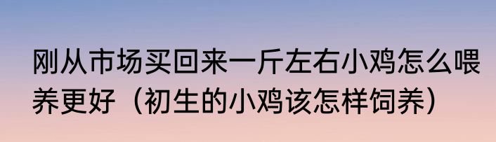 刚从市场买回来一斤左右小鸡怎么喂养更好（初生的小鸡该怎样饲养）