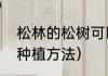 松林的松树可以做盆景吗（松树盆景种植方法）