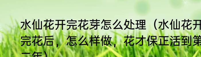 水仙花开完花芽怎么处理（水仙花开完花后，怎么样做，花才保正活到第二年）
