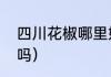 四川花椒哪里好呢（四川紫梅花椒好吗）