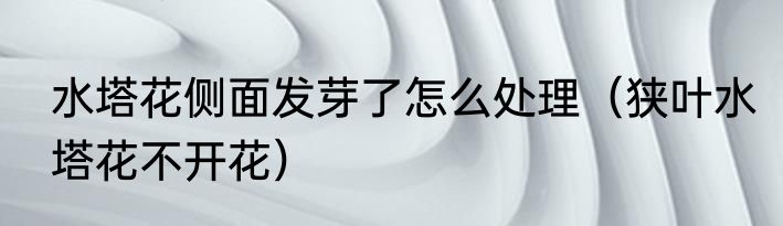 水塔花侧面发芽了怎么处理（狭叶水塔花不开花）