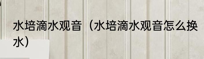 水培滴水观音（水培滴水观音怎么换水）