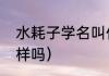 水耗子学名叫什么（水耗子和老鼠一样吗）
