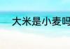 大米是小麦吗（大米和米饭区别）