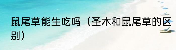 鼠尾草能生吃吗（圣木和鼠尾草的区别）