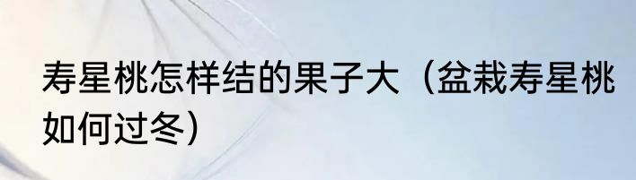 寿星桃怎样结的果子大（盆栽寿星桃如何过冬）