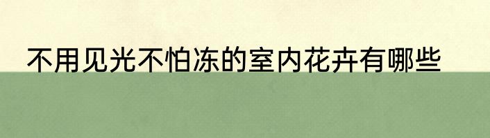 不用见光不怕冻的室内花卉有哪些