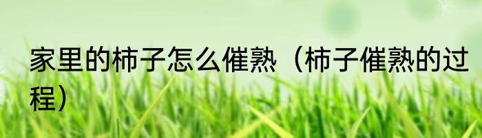 家里的柿子怎么催熟（柿子催熟的过程）