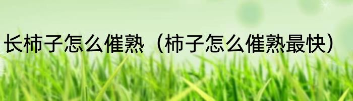 长柿子怎么催熟（柿子怎么催熟最快）