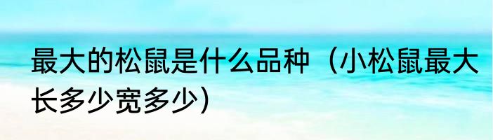 最大的松鼠是什么品种（小松鼠最大长多少宽多少）