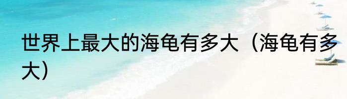 世界上最大的海龟有多大（海龟有多大）