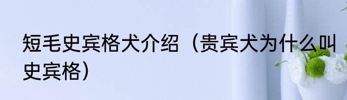 短毛史宾格犬介绍（贵宾犬为什么叫史宾格）