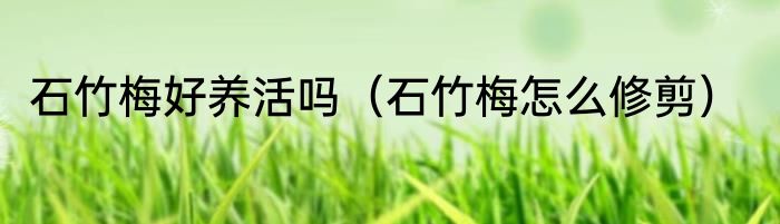 石竹梅好养活吗（石竹梅怎么修剪）