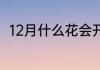 12月什么花会开（十二月开什么花）